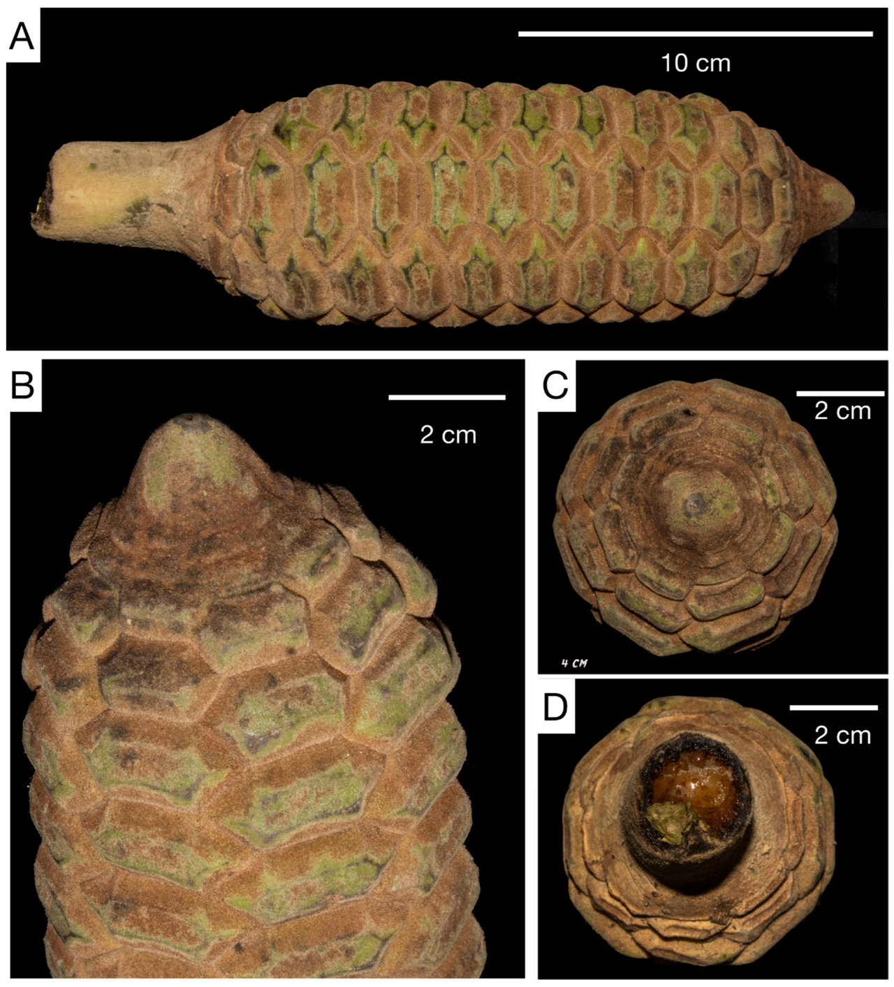 Zamia magnifica: Figure 8. Seed cone of Zamia magnifica . (A) Entire strobilus with peduncle. (B) Apex. (C) Apical view. (D) Basal view.