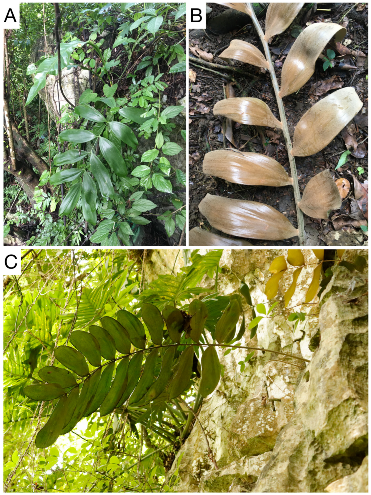 Zamia magnifica: Figure 10. Zamia magnifica in habitat. (A) Mature leaf hanging from cliff. (B) Close up view of immature leaf. (C) Rupicolous habit of Z. magnifica .