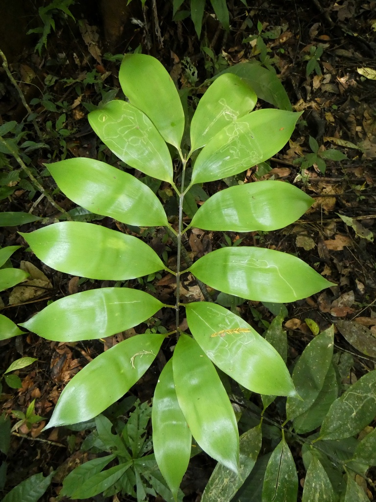 Zamia manicata (Zamia manicata)