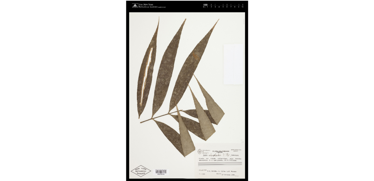 Zamia melanorrhachis: Dried leaf of melanorrhachis