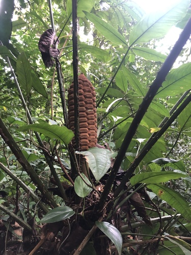 Zamia nesophila (Zamia nesophila)