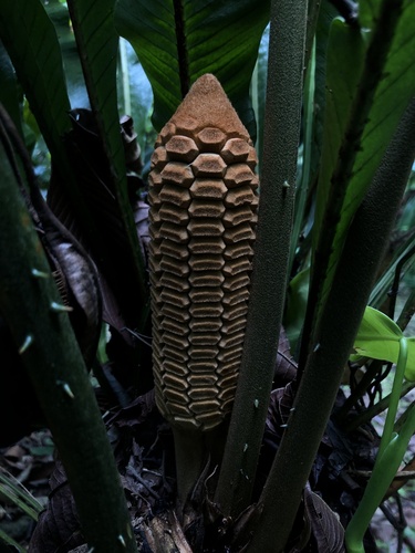 Zamia nesophila (Zamia nesophila)