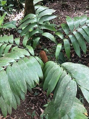 Zamia nesophila (Zamia nesophila)