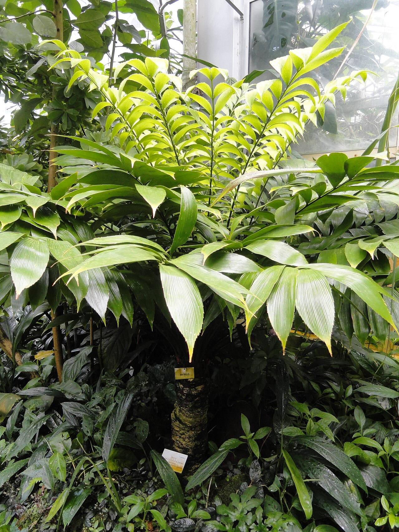 Zamia neurophyllidia: Botanical specimen in the Palmengarten, Frankfurt am Main, Germany.