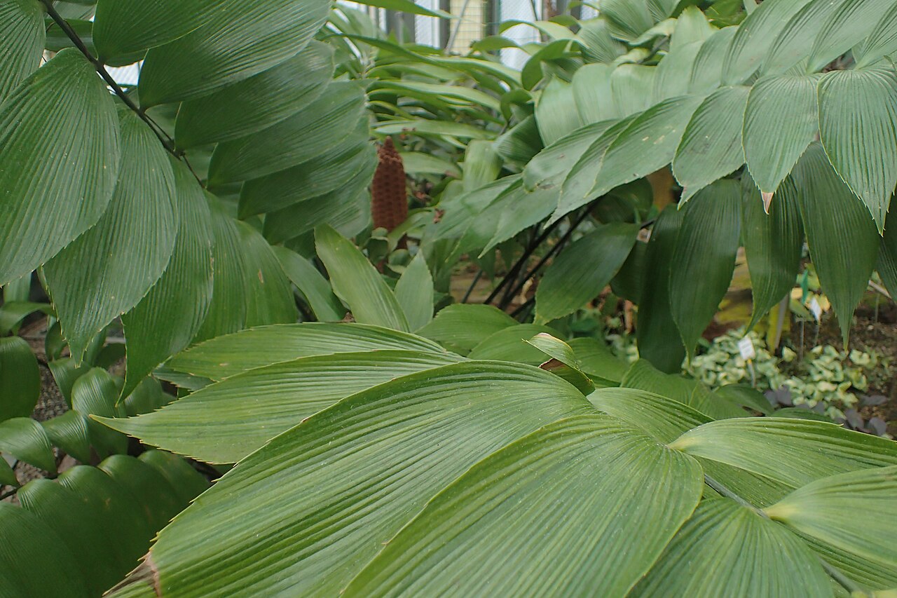 Zamia neurophyllidia: Zamia neurophyllidia in the Botanischer Garten, Berlin-Dahlem