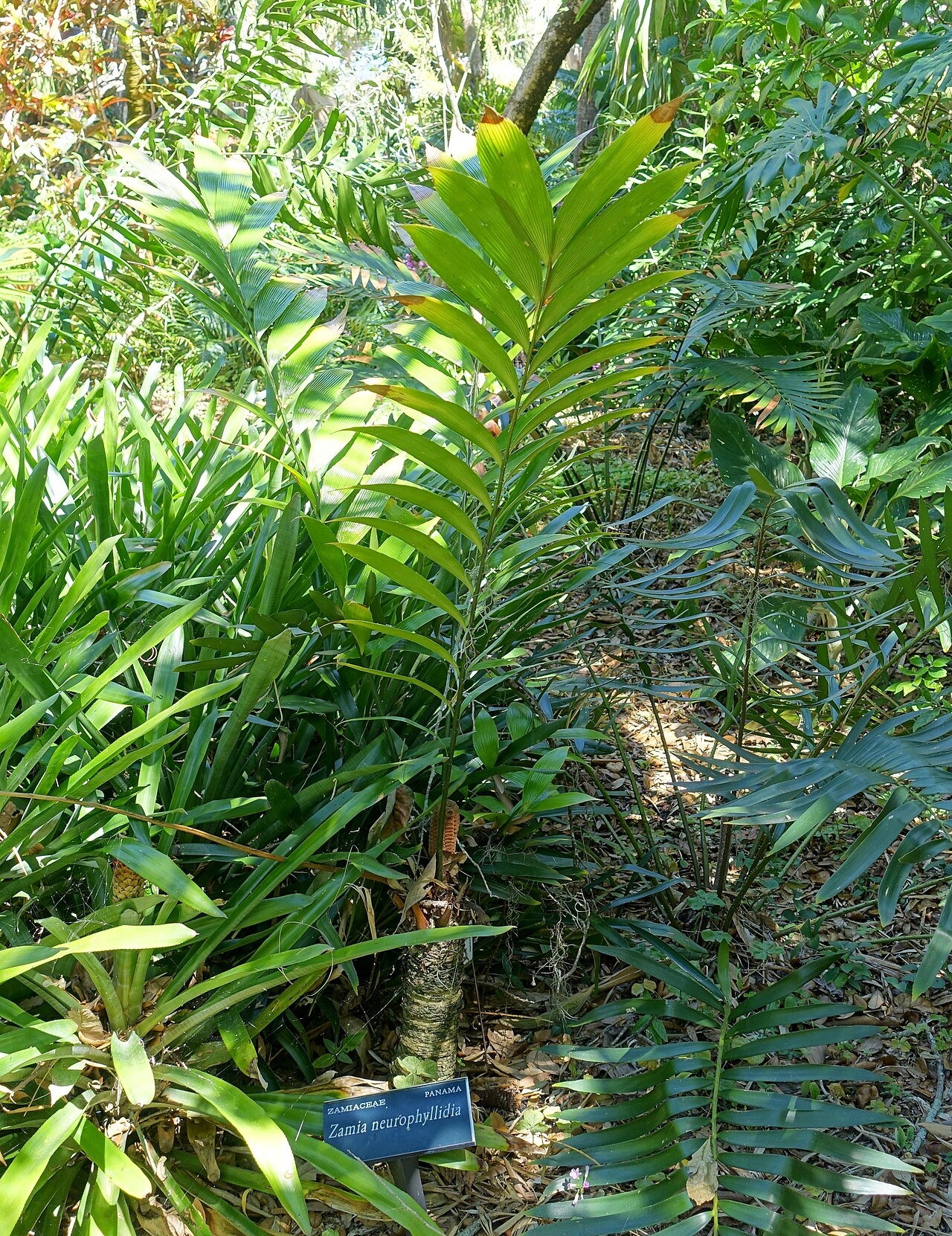 Zamia neurophyllidia: Botanical specimen in the Marie Selby Botanical Gardens - Sarasota, Florida, USA.