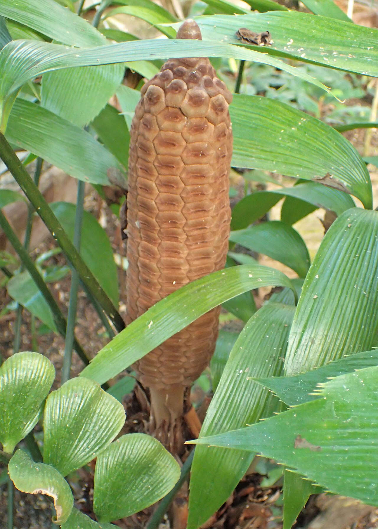 Zamia neurophyllidia: Zamia neurophyllidia in the Botanischer Garten, Berlin-Dahlem