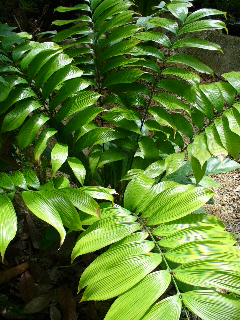 Zamia neurophyllidia: Zamia neurophyllidia , Wertheim Conservatory, Florida International University, Miami, USA