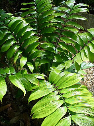 Zamia neurophyllidia: Zamia neurophyllidia , Wertheim Conservatory, Florida International University, Miami, USA