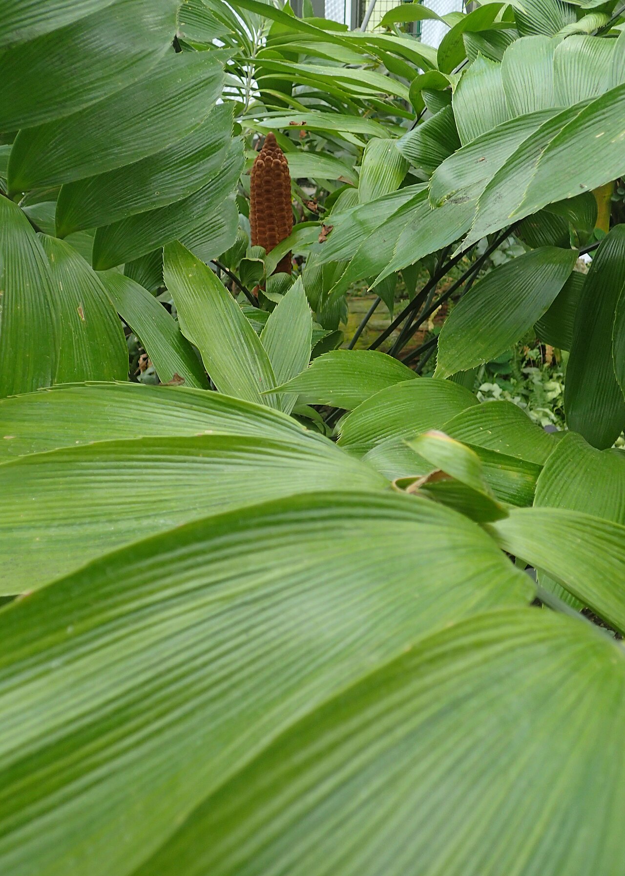 Zamia neurophyllidia: Zamia neurophyllidia in the Botanischer Garten, Berlin-Dahlem