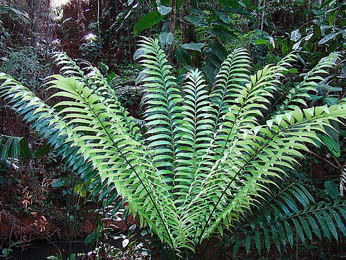 Zamia neurophyllidia: Native to Costa Rica and adjacent Panama. Photo from a garden in the Panama Canal Zone. In context at www.dixpix.ca/meso_america/Flora/primitive/index.html