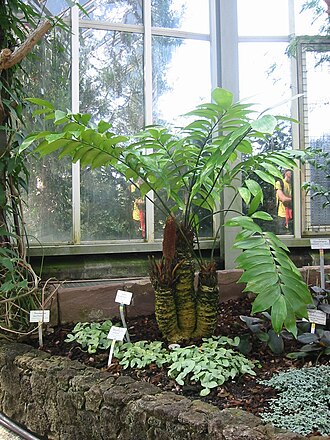 Zamia neurophyllidia: Zamia neurophyllidia on 24.04.2010 at Botanical garden Berlin-Dahlem, Germany (You can see a detail view of the plant here: Zamia_neurophyllidia_(Detail)_(Berli