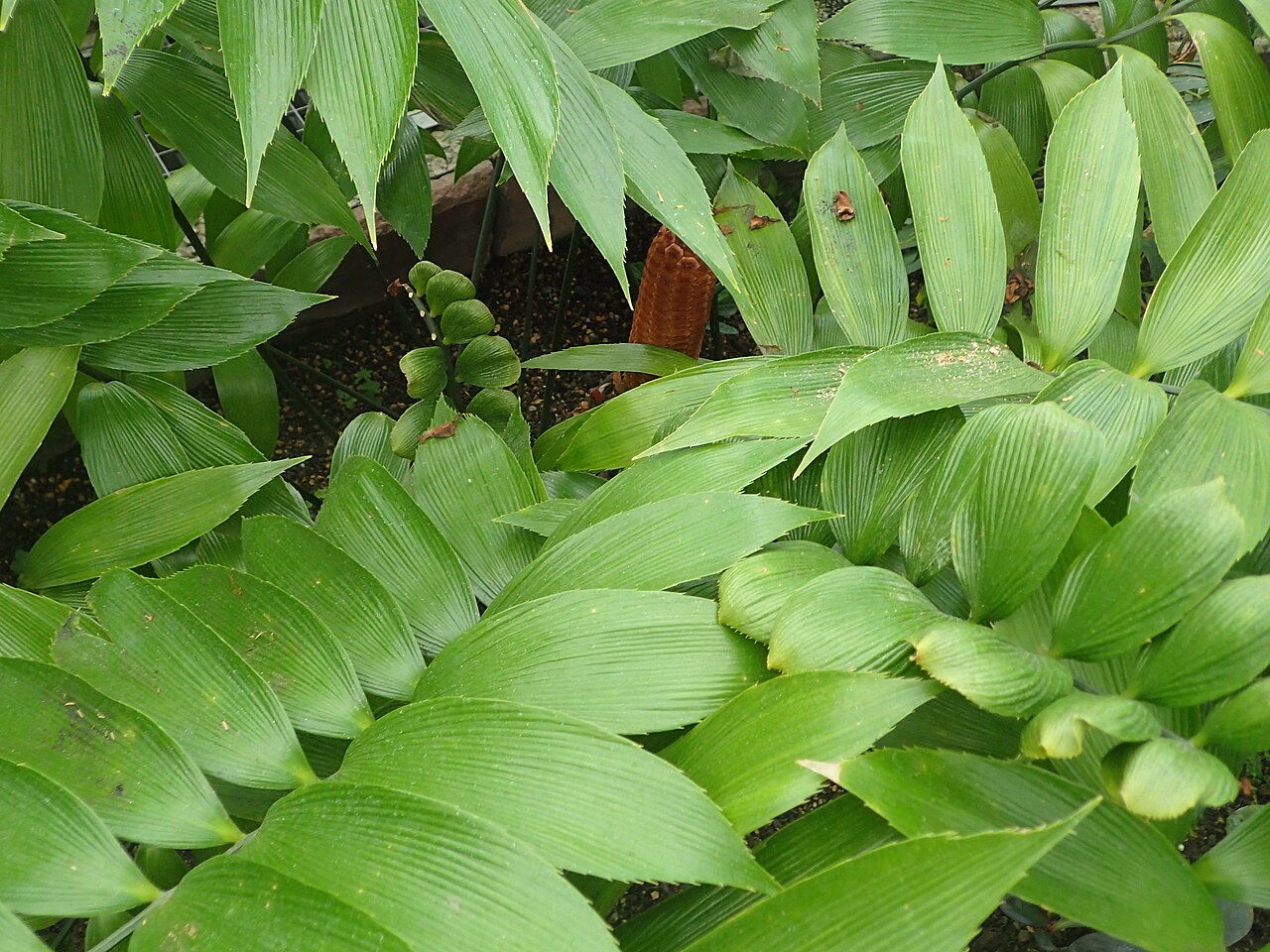 Zamia neurophyllidia: Zamia neurophyllidia in the Botanischer Garten, Berlin-Dahlem