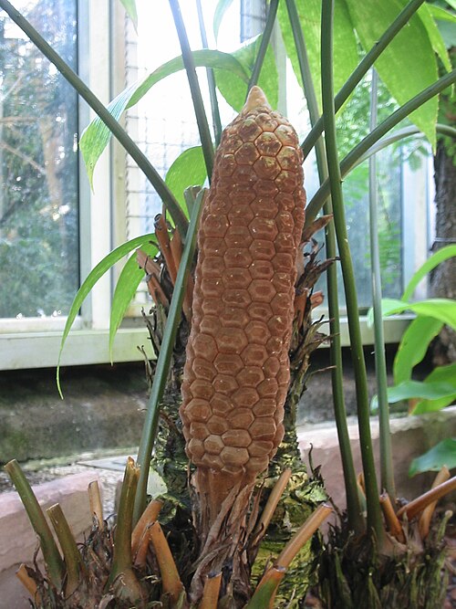 Zamia neurophyllidia: Female cone of Zamia neurophyllidia . Detailed view on 24.04.2010 at Botanical garden Berlin-Dahlem, Germany. (The whole plant is seen here: Zamia_neurophyllidi