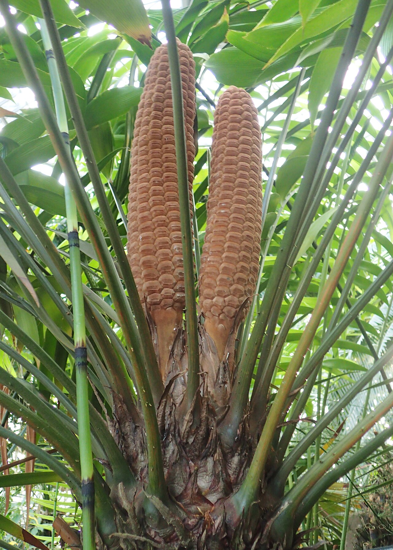 Zamia neurophyllidia: Zamia neurophyllidia in the Botanischer Garten, Berlin-Dahlem