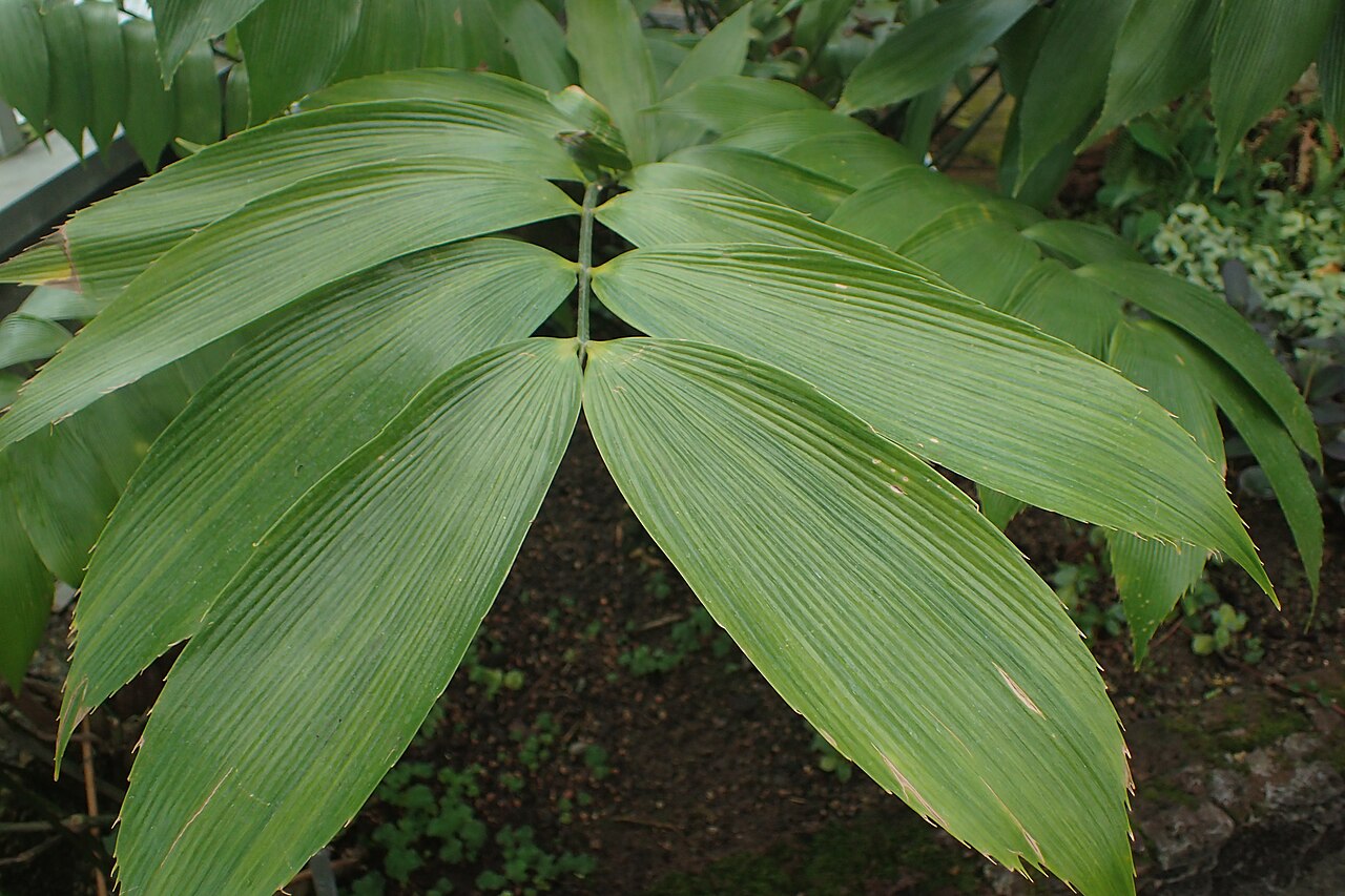 Zamia neurophyllidia: Zamia neurophyllidia in the Botanischer Garten, Berlin-Dahlem