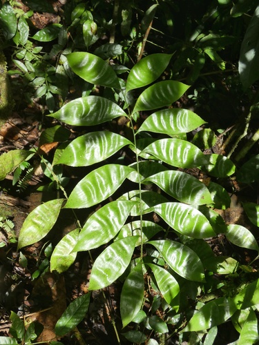 Zamia obliqua (Zamia obliqua)