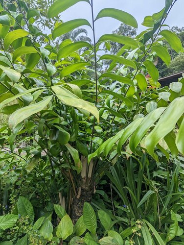 Zamia obliqua (Zamia obliqua)