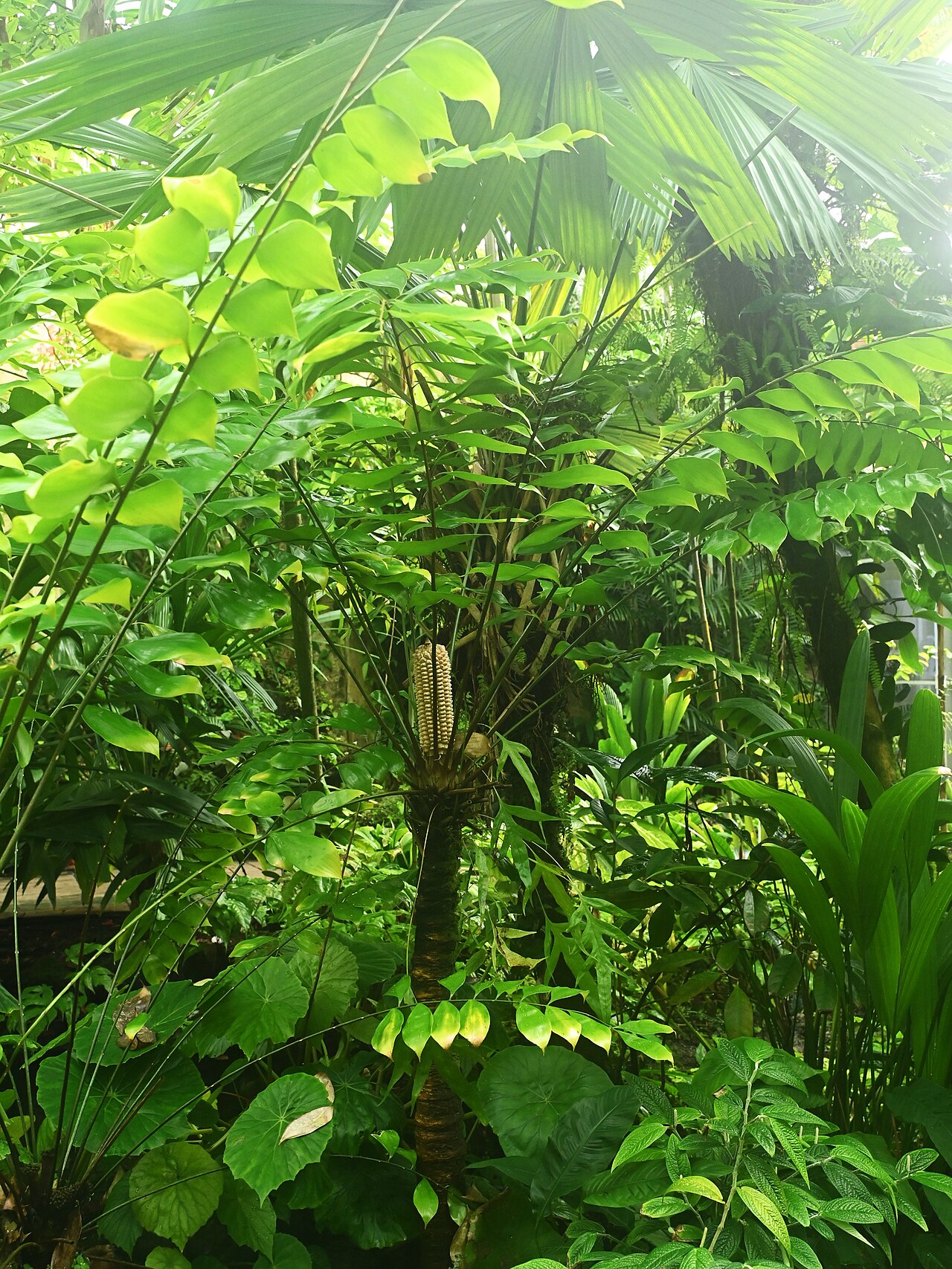 Zamia obliqua: Zamia obliqua in the Fairchild Tropical Botanic Garden, Miami