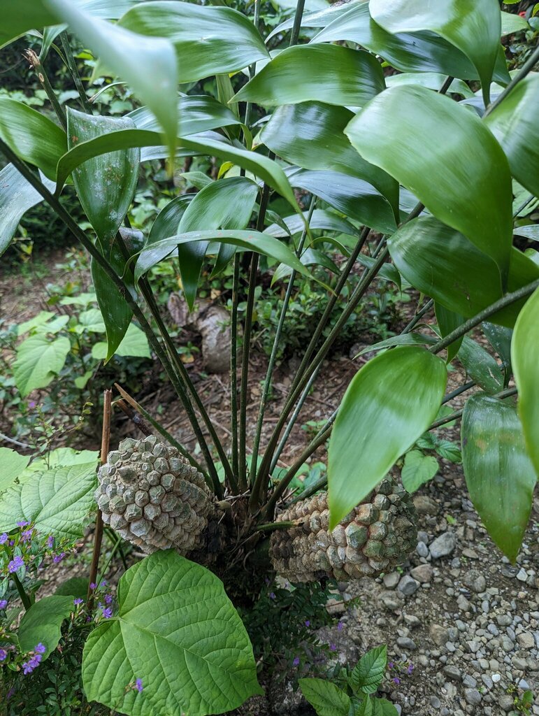 Zamia obliqua (Zamia obliqua)