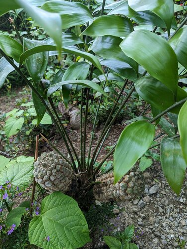 Zamia obliqua (Zamia obliqua)
