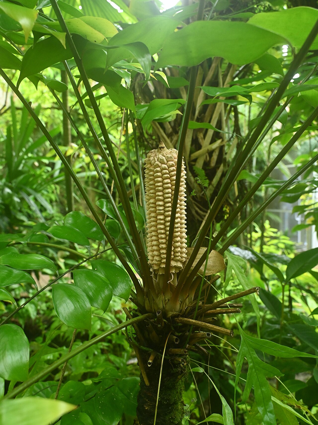 Zamia obliqua: Zamia obliqua in the Fairchild Tropical Botanic Garden, Miami