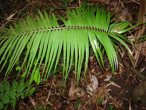 Zamia oreillyi: Reino: Plantae Subreino: Tracheobionta División: Spermatophyta Clase: Gymnospermae Subclase: Cycadidae Orden: Cycadales