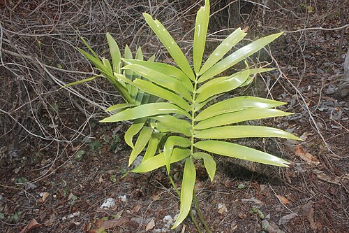 Zamia paucijuga: Zamia paucijuga zz1