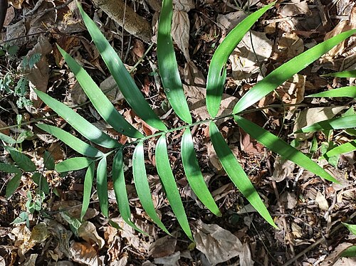 Zamia paucijuga: Z Paucijuga 2zz