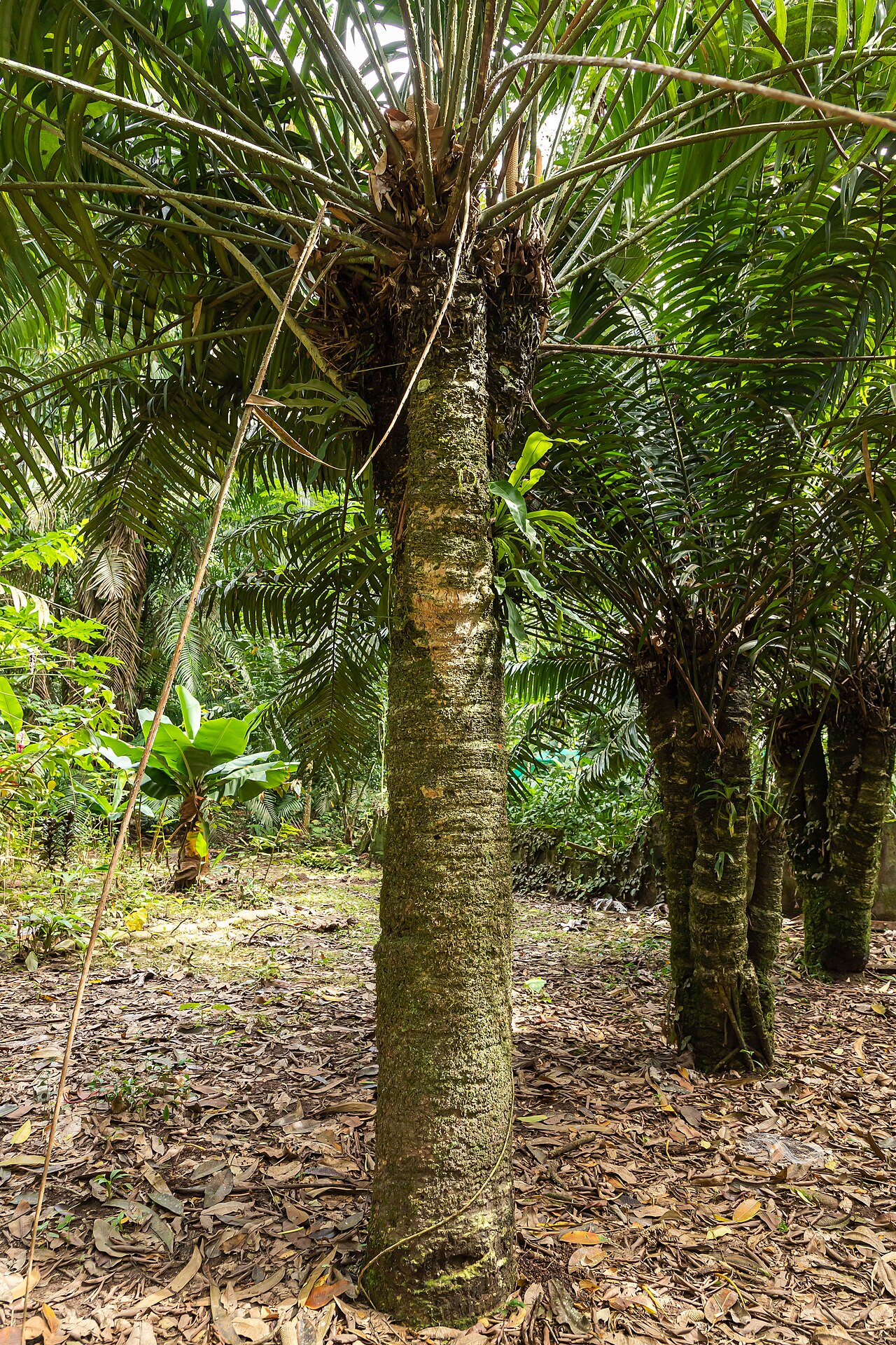 Zamia poeppigiana: Palmera emblemática del Jardín Botánico de la Universidad Nacional Agraria de la Selva (UNAS), de la especie Zamia poeppigiana.