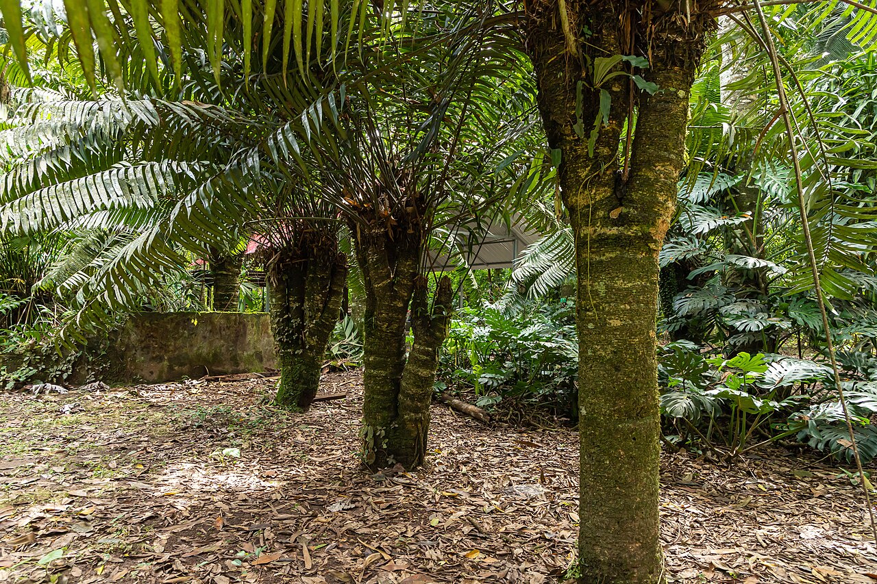 Zamia poeppigiana: Palmera emblemática del Jardín Botánico de la Universidad Nacional Agraria de la Selva (UNAS), de la especie Zamia poeppigiana.