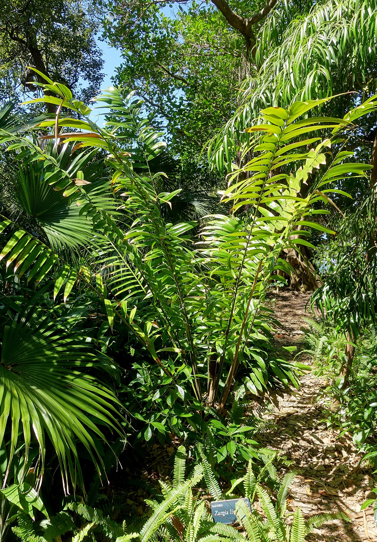 Zamia poeppigiana: Botanical specimen in the Marie Selby Botanical Gardens - Sarasota, Florida, USA.