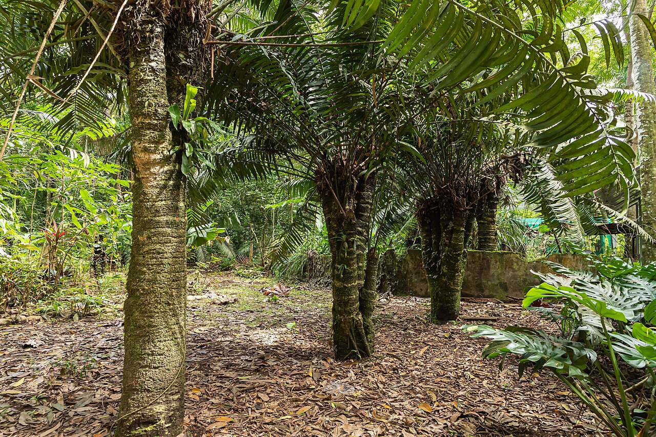 Zamia poeppigiana: Palmera emblemática del Jardín Botánico de la Universidad Nacional Agraria de la Selva (UNAS), de la especie Zamia poeppigiana.