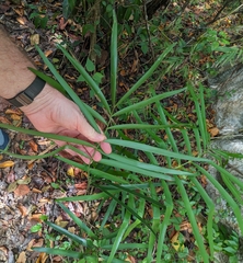Cycad (Zamia portoricensis)
