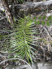 Cycad (Zamia portoricensis)