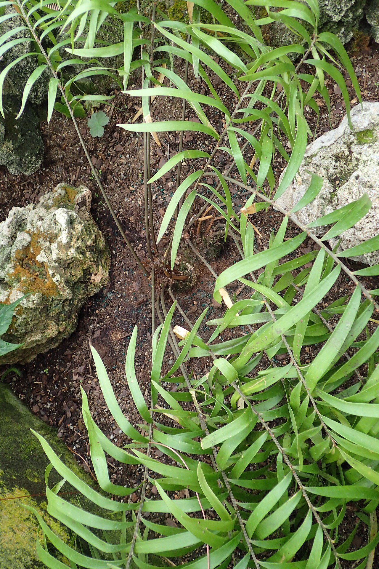 Cycad: Zamia portoricensis in Lincoln Park Conservatory in Chicago
