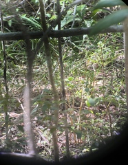 Cycad (Zamia portoricensis)