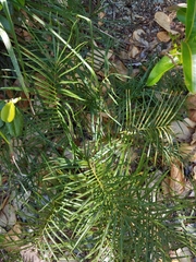 Cycad (Zamia portoricensis)