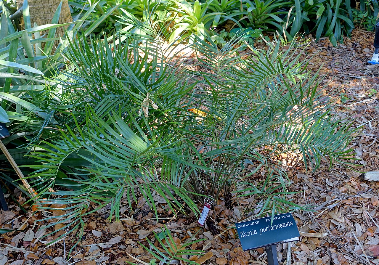 Cycad: Botanical specimen in the Marie Selby Botanical Gardens - Sarasota, Florida, USA.