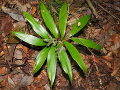 Zamia prasina (Zamia prasina)