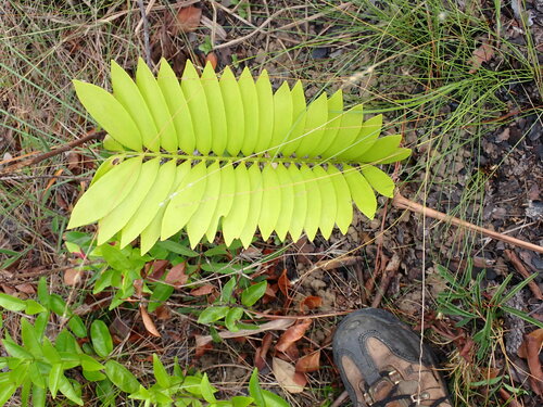 Zamia prasina (Zamia prasina)