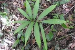 Zamia prasina (Zamia prasina)
