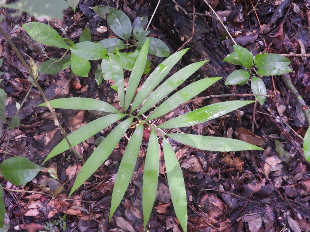 Zamia prasina (Zamia prasina)