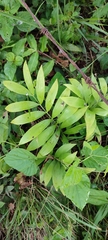 Zamia prasina (Zamia prasina)