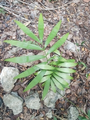 Zamia prasina (Zamia prasina)