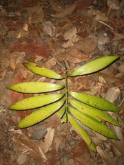 Zamia prasina (Zamia prasina)
