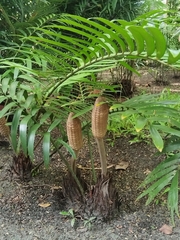 Zamia prasina (Zamia prasina)