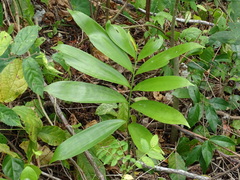 Zamia prasina (Zamia prasina)