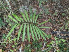 Zamia prasina (Zamia prasina)