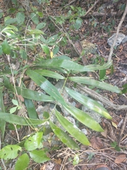 Zamia prasina (Zamia prasina)
